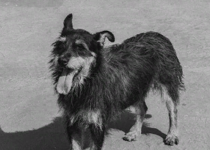 Застреливший собаку пензенец может отправиться за решетку на три года