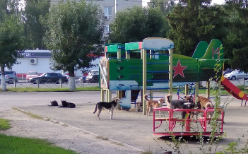 Пензенцы боятся стаи бродячих собак у памятника Победы