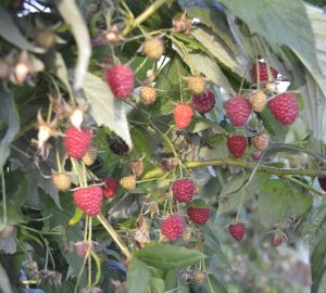 Малину "Мокшанская ягода" будут поставлять в магазины "Караван" всю осень