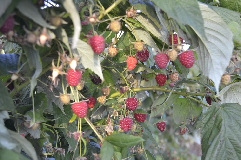 Малину "Мокшанская ягода" будут поставлять в магазины "Караван" всю осень