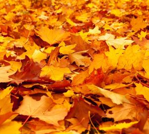 Синоптики сообщили о грядущем потеплении