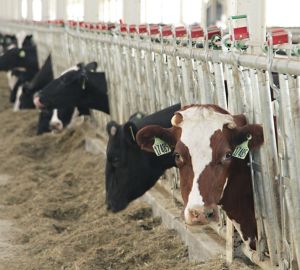 Пензенская область отмечена в числе лучших в отрасли молочного скотоводства