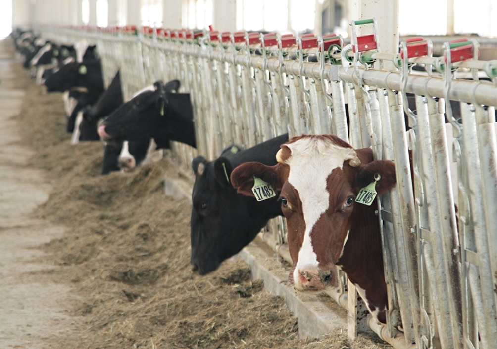 Пензенская область отмечена в числе лучших в отрасли молочного скотоводства