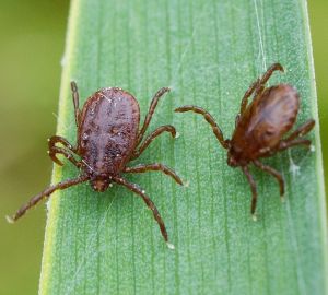 В Пензенской области за неделю 155 человек стали жертвами укусов клещей
