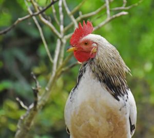 Российским дачникам запретили держать сельскохозяйственных животных на своих участках