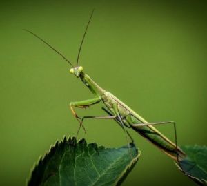 Зареченцам объяснили причины массового появления в городе богомолов