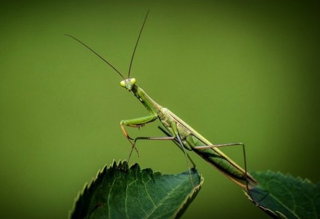 Зареченцам объяснили причины массового появления в городе богомолов