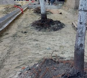 Пензенцы показали, во что превратили липы на улице Московской