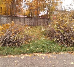 Пензенцам объяснили, зачем вырубили подлесок на Олимпийской аллее