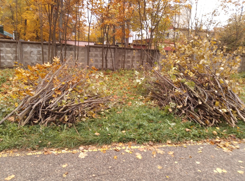 Пензенцам объяснили, зачем вырубили подлесок на Олимпийской аллее