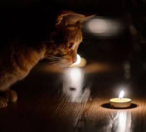 Жители нескольких районов Пензенской области останутся без света