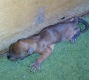 Пензячка нашла на собственной даче загадочного зверя