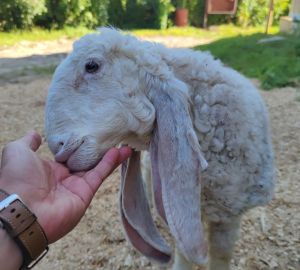 В пензенском зоопарке показали прогулку овечки Лакомки
