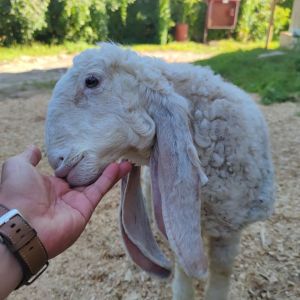 В пензенском зоопарке показали прогулку овечки Лакомки