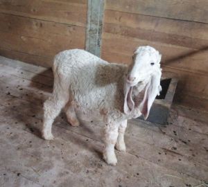 В пензенском зоопарке у барашка Пломбирчика появилась подруга