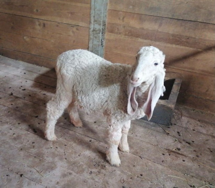 В пензенском зоопарке у барашка Пломбирчика появилась подруга