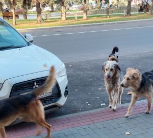 Жителей Пензы напугала стая собак, бродящая по центру города