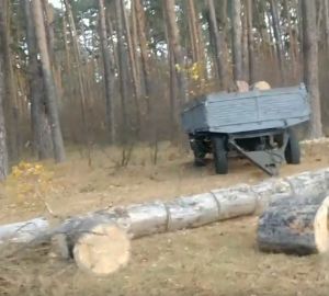 Пензенская мэрия обратилась в полицию по факту рубки деревьев в Ахунах