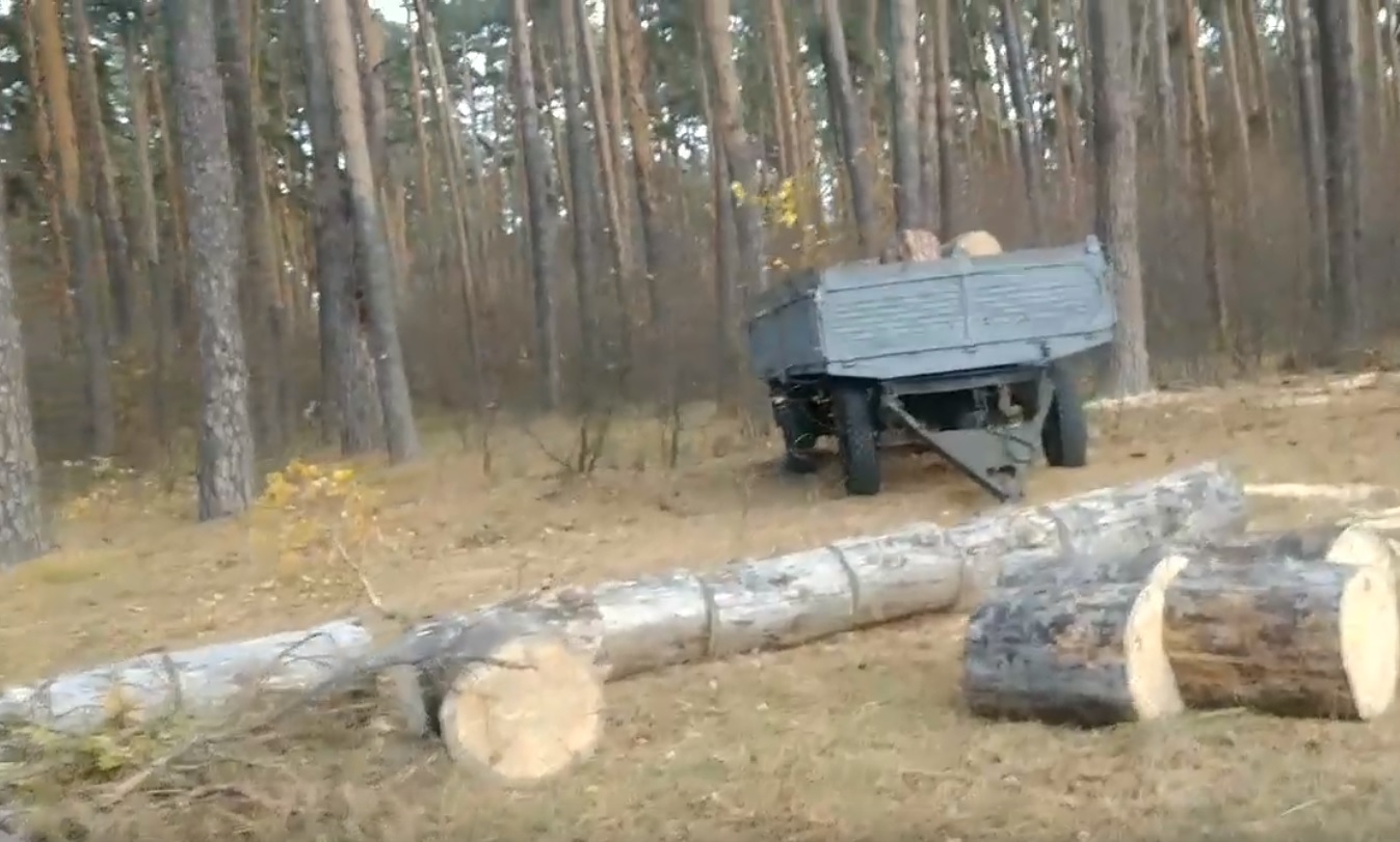 Пензенская мэрия обратилась в полицию по факту рубки деревьев в Ахунах
