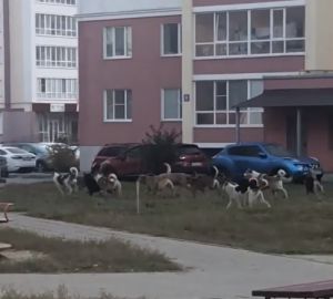 Пензенцы пожаловались на стаю собак, бегающую по детской площадке