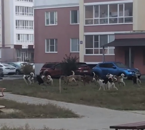 Пензенцы пожаловались на стаю собак, бегающую по детской площадке