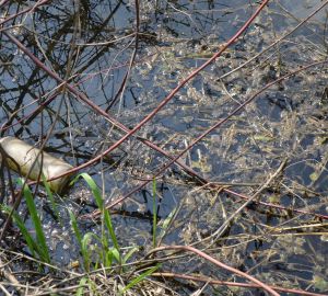В Пензе у ЦНТИ специалисты обнаружили слив «ароматной» воды в ручей