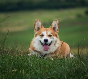 В попытке купить щенка вельш-корги, пензячка потеряла 44 000 рублей