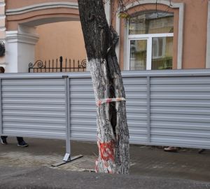 В Пензе на Московской улице выкорчуют еще несколько лип