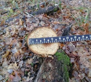 «Черный» дровосек причинил Пензенской области ущерб почти на 290 000 рублей