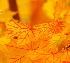 В Пензе городские потопы объяснили забившимися от листвы ливневками