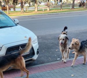В Пензе отловят собак, бродящих по центру города