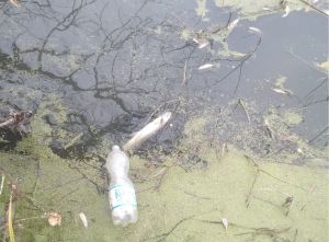 В Пензе Арбековские пруды подверглись экологическому вандализму