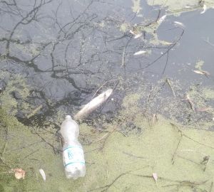 В Пензе Арбековские пруды подверглись экологическому вандализму