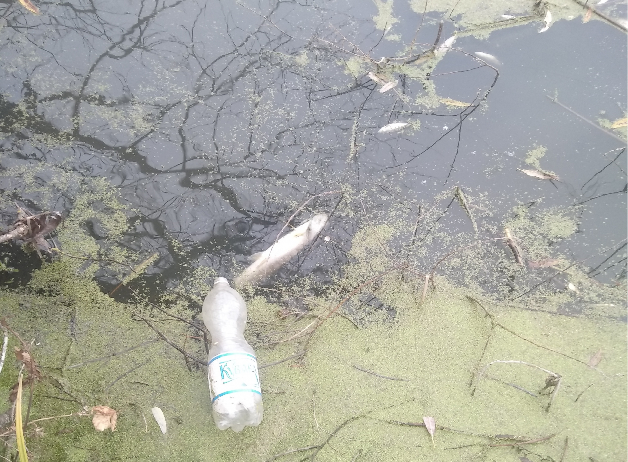 В Пензе Арбековские пруды подверглись экологическому вандализму