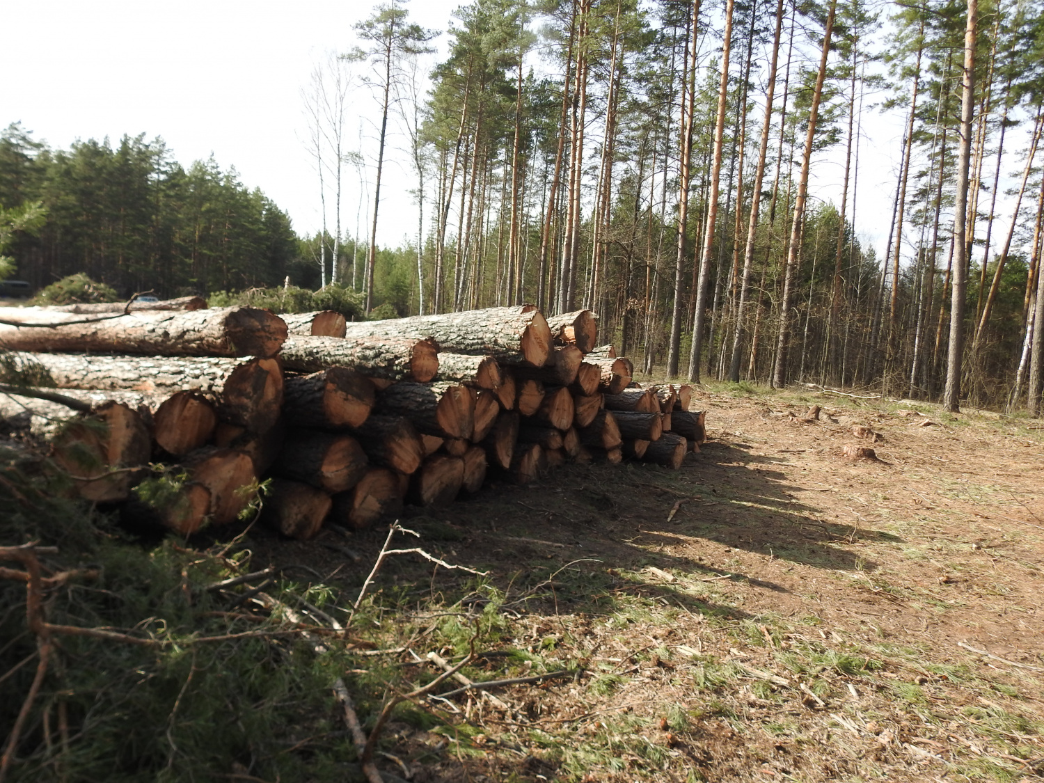Число обвинительных приговоров «черным лесорубам» в Пензенской области растет