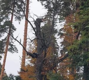 Пензенцы просят спилить сухие сосны