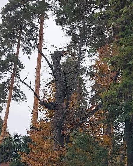 Пензенцы просят спилить сухие сосны