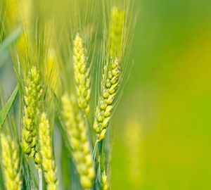 «Золотая осень»: Россельхозбанк назвал главные тренды рынка зерна