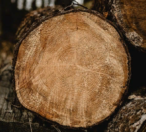 В Пензенской области во время заготовки древесины погиб мужчина