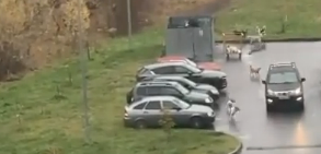 Стая псов держит в страхе жителей Ново-Казанской