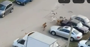Жителей ГПЗ пугают стаи бродячих собак