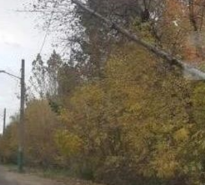 Пензенцам грозит повисшее на проводах дерево