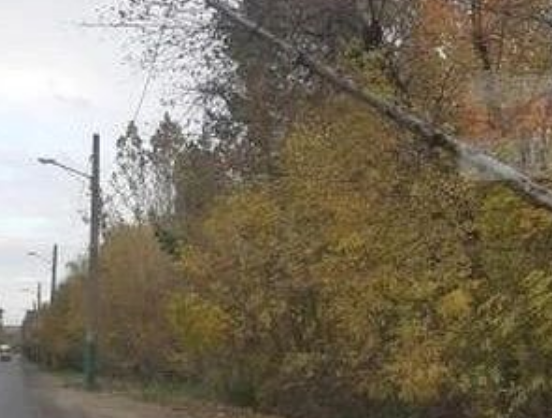 Пензенцам грозит повисшее на проводах дерево