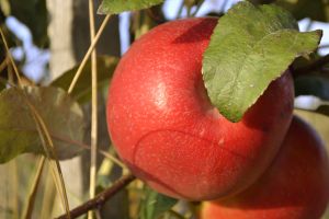 Россельхозбанк создаёт условия для ускорения цифровизации АПК