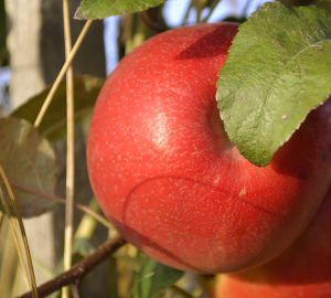 Россельхозбанк создаёт условия для ускорения цифровизации АПК