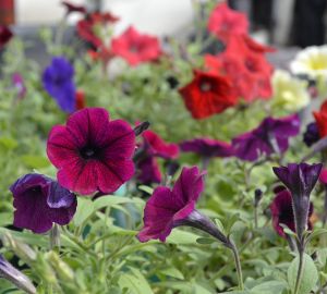 Дачный сезон в Пензе продлится до 17 октября