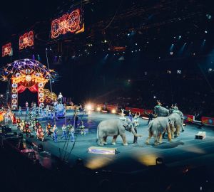 В Пензе будут обучать артистов цирка