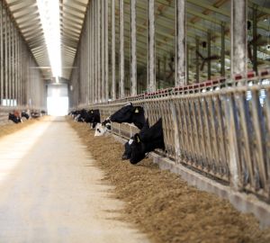 В минсельхозе сообщили об итогах работы животноводов Пензенской области