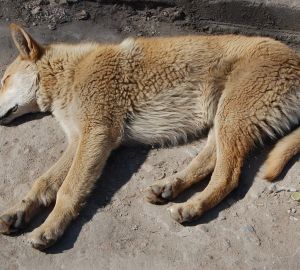 В Кузнецке выбирают организацию, которая будет вести отлов бездомных животных