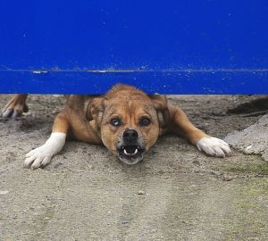 В Сердобске стая собак напала на идущую со школы девочку